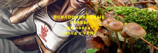 сатива Каменногорск