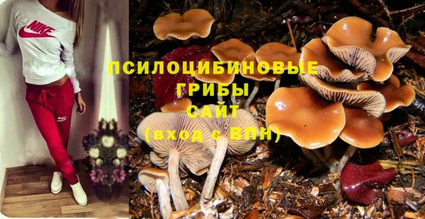 сатива Каменногорск